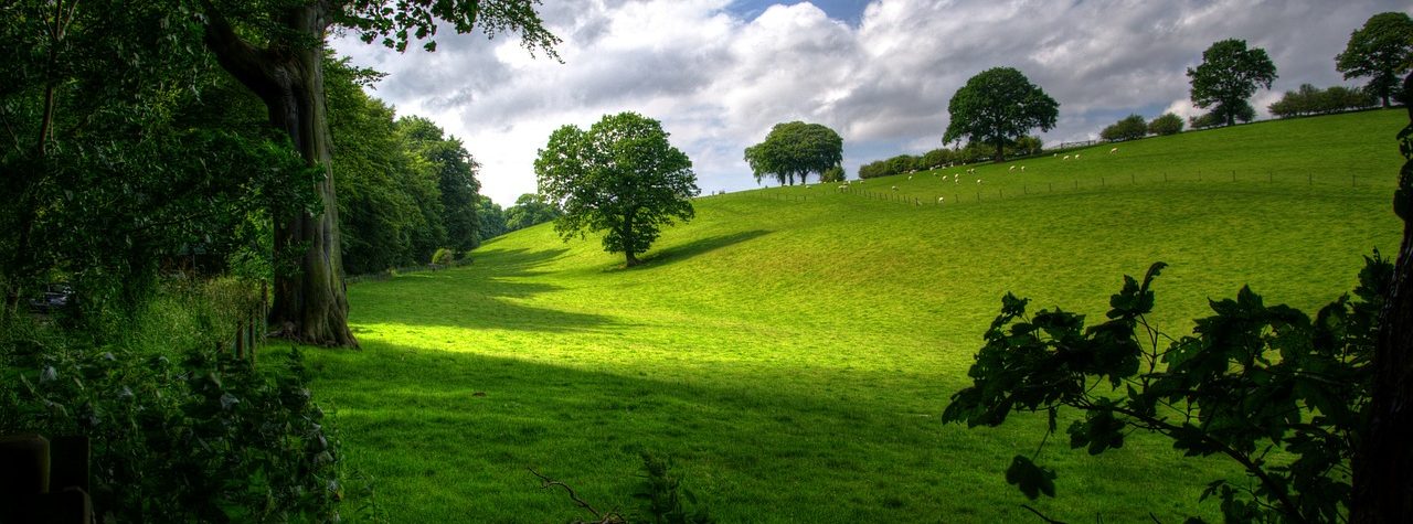 Landscaping Services